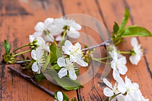 A sprig of white flowers on a dark, worn rustic wooden table. Cherry tree flowers. Selective focus