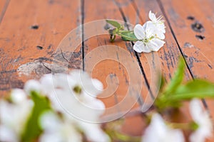 A sprig of white flowers on a dark, worn rustic wooden table. Cherry tree flowers. Selective focus