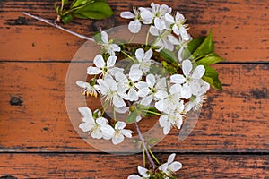 A sprig of white flowers on a dark, worn rustic wooden table. Cherry tree flowers. Selective focus