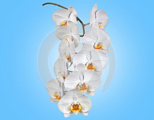 Sprig of white Phalaenopsis orchid on background.