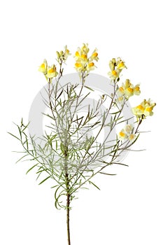 Sprig of yellow Common Toadflax photo