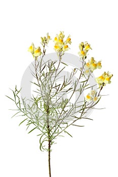 Sprig of yellow Common Toadflax