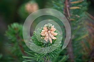 Sprig of young dwarf spruce in spring photo