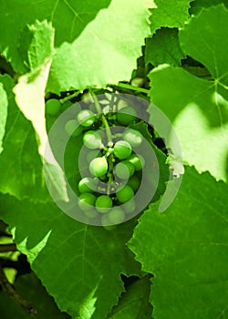 a sprig of young green grapes hangs on a grape bush