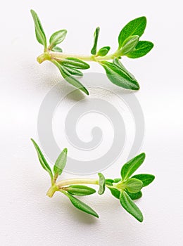 A sprig of young thyme isolated on a white background
