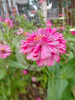 A sprig of Zinnia Elegans flowers of the Benary& x27;s Giant typeGrows in the yard