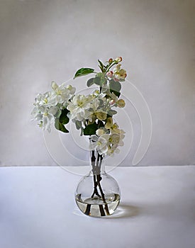 Sprigs of a blossoming apple tree in a glass flask