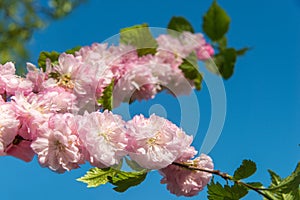 Sprigs of coral blooming veygela against blue sky on a clear spring day