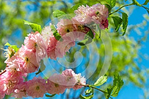 Sprigs of coral blooming veygela against blue sky on a clear spring day