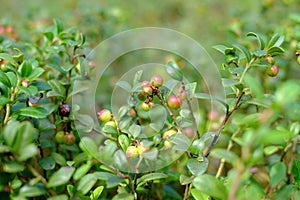 Sprigs of cranberries