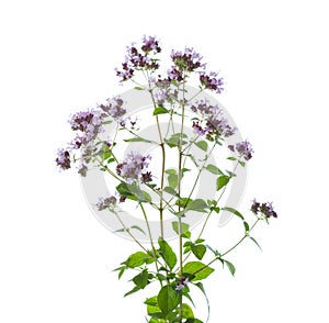 Sprigs of flowering  Oregano Origanum vulgare with green leaves isolated on a white background. Selective focus