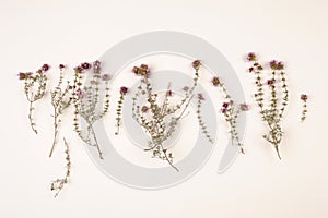 sprigs of flowering thyme on plain white background,