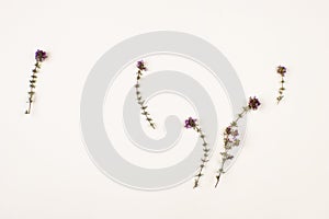 sprigs of flowering thyme on plain white background