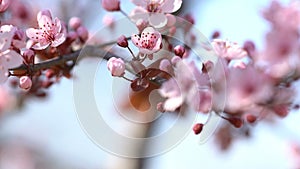 Sprigs with flowers pink cherry.