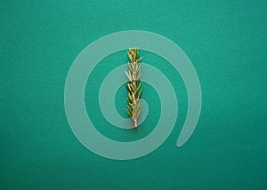 Sprigs of fresh rosemary on a green background. Top view flat lay