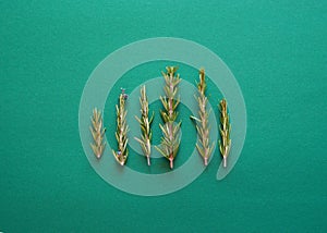 Sprigs of fresh rosemary on a green background. Top view flat lay