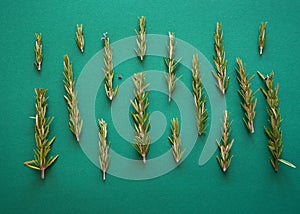 Sprigs of fresh rosemary on a green background. Top view flat lay