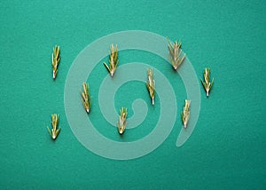 Sprigs of fresh rosemary on a green background. Top view flat lay
