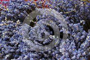 Sprigs of lavender background close-up