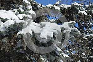 Sprigs of Picea pungens with snow and icicles