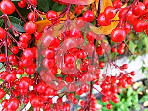 Sprigs of red berries Nandina