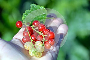 Sprigs of red and white currant berries lie in the palm of your hand. Small sour ripe berries