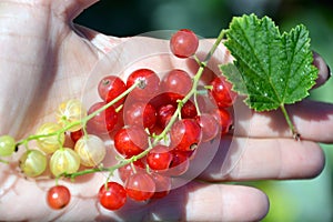 Sprigs of red and white currant berries lie in the palm of your hand. Small sour ripe berries close-up