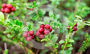 Sprigs of ripe berries in the forest. Cranberries