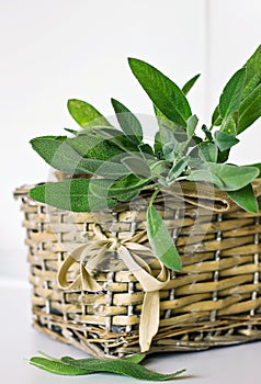 Sprigs of sage