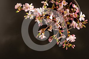 Sprigs of spring pink flowers in a vase create shadows on a dark background