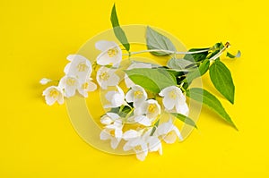 Sprigs with white flowers Philadelphus coronarius Aureus.