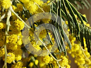 Sprigs of yellow Mimosa as a symbol of spring