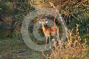 Sprinbok antelope in dense bush photo