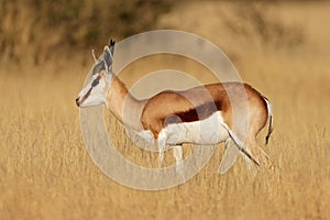 Sprinbok antelope in grassland - South Africa photo