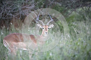 Sprinbok at Erindi Private Game Reserve photo