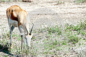 Sprinbok, Namibia, Africa