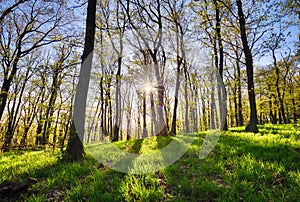 Sprinf forest with sun rays