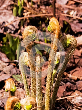 Spring 2019: Growing fiddleheads