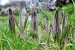 Spring in the Abruzzo park