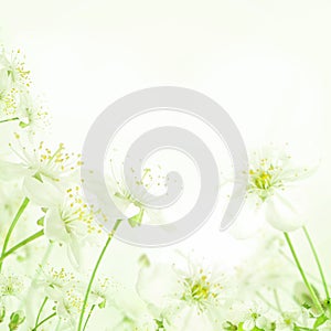 Spring Abstract Floral Background With Flowers