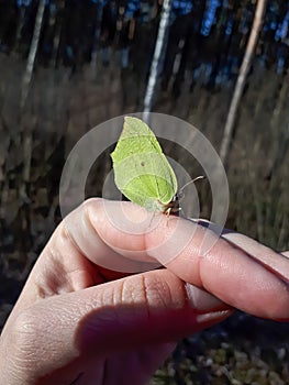 Spring adult male butterfly - The common brimstone (Gonepteryx rhamni) on womans hand in early spring