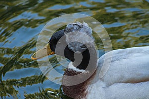 Duck in the water pond photo