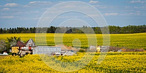 spring agricultural landscape. blooming rapeseed field with construction debris and old discarded agricultural machinery under a