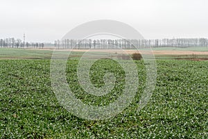 Spring agricultural landscape with winter crops