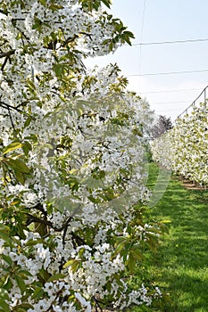 Spring is in the air: blossoming fruit trees in a orchard