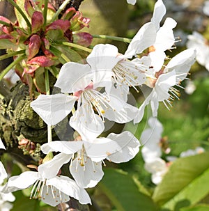 Spring is in the air:Blossoms