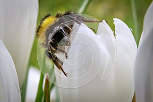 Spring is in the air, bumblebee on Crocus