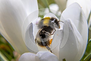 Spring is in the air, bumblebee on Crocus