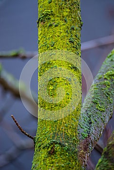 Spring is in the air, colorfully mossed and lichened wet forest in Germany, closeup, details
