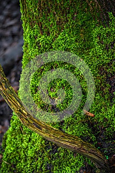 Spring is in the air, colorfully mossed and lichened wet forest in Germany, closeup, details